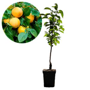 Lotus Diospyros kaki ‘Rojo Brillante’ – sharonfruit – 5 liter pot – 90cm