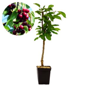 Prunus avium ‘Kordia’ kersenboom, 5 liter pot