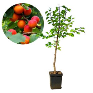 Prunus armeniaca ‘Lady Cot’ abrikoos, 5 liter pot