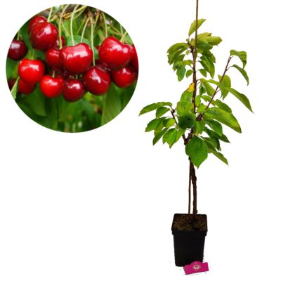 Prunus avium 'Sylvia' körsbärsträd, Gisela 5 grundstammar, 5 liters kruka