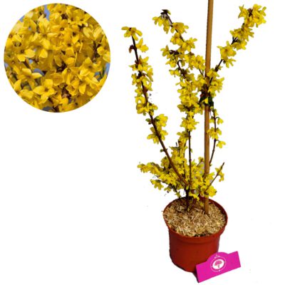 Forsythia intermedia 'Flojor' Minigold, 2 liter pot