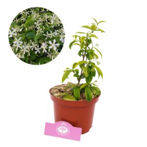 Trachelospermum ‘jasminoides’ Toscaanse jasmijn, 2 liter pot