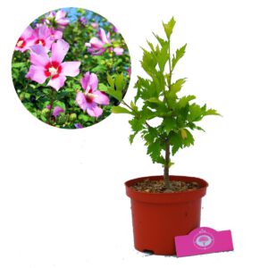 Hibiscus Syriacus ‘Maike’ Altheastruik, 2 liter pot