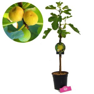Ficus carica ‘Kadota’ Vijgenboom, 2 liter pot