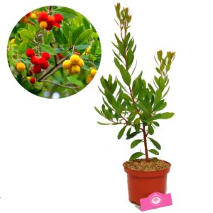 Arbutus unedo, aardbeienboom, 2 liter pot