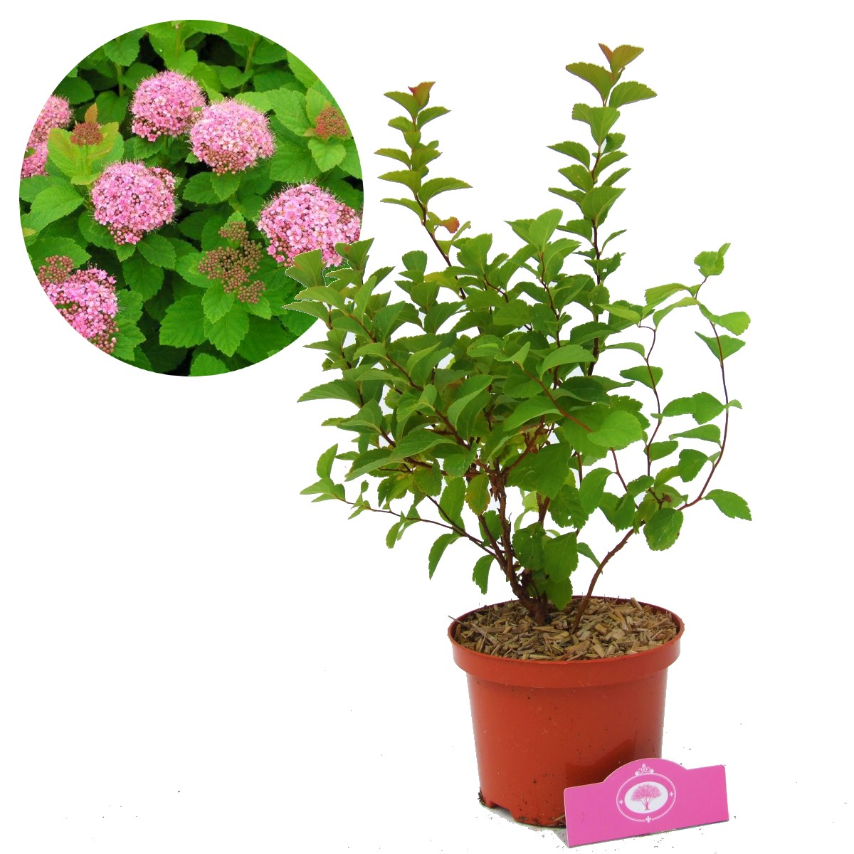 Modernisering multifunctioneel correct Spiraea 'Densiflora' spierstruik, 2 liter pot | Schramas.com | Planten  direct van de kweker | Schrama Nurseries BV.