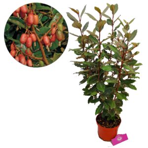 Elaeagnus ‘Ebbingei’ olijfwilg, 2 liter pot