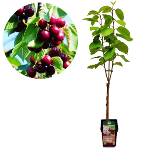 Prunus avium ‘Kordia’ kersenboom, 5 liter pot