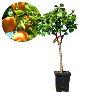 Prunus armeniaca - Mini-Aprikose - Zwerg-Aprikosenbaum - 5 Liter Topf - 70cm