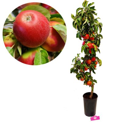 Malus domestica 'Boet' zuilappelboom - 7 liter pot - Hoogte 1.2m