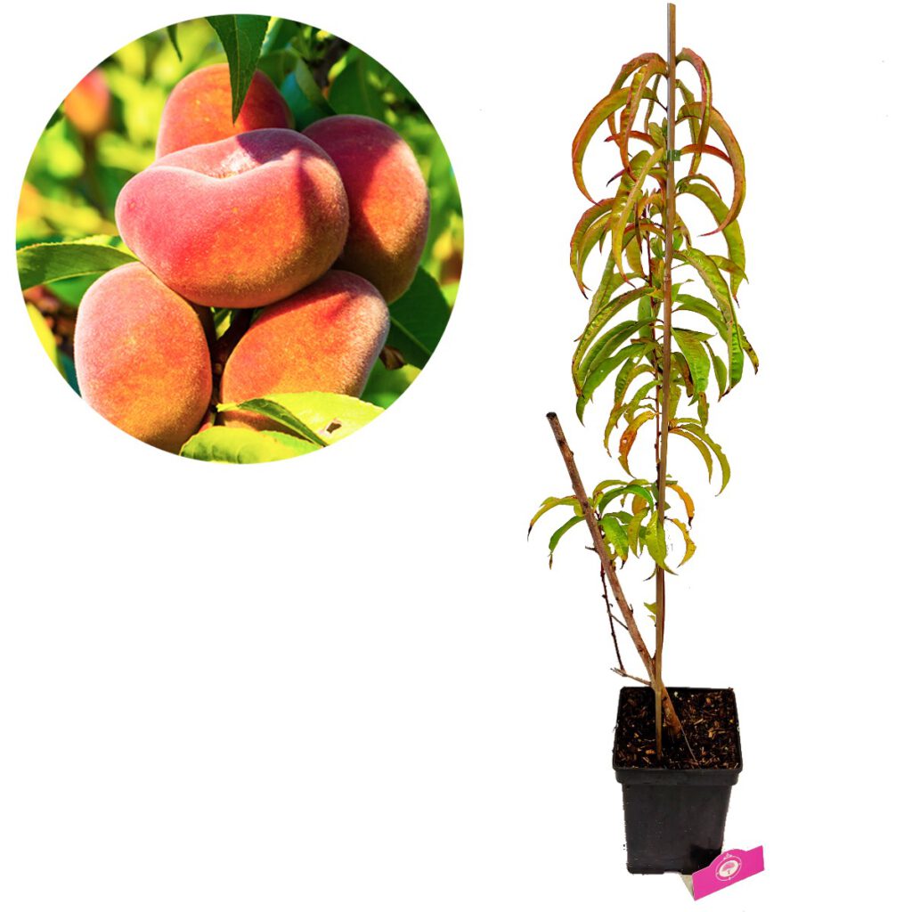 Kaufen Sie Prunus persica 'Donut' wilder Pfirsichbaum, Kneusje, 5 Liter