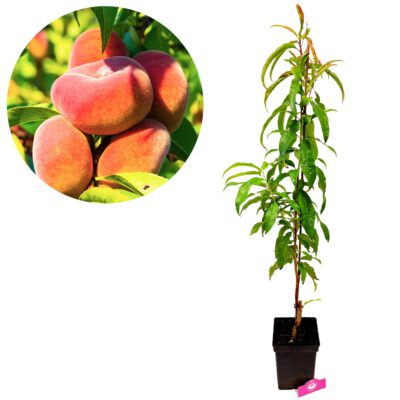 Prunus persica 'Donut' wilde perzikboom, 5 liter pot