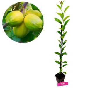 Citrus auratifolia ‘Limoen’, 9 cm pot