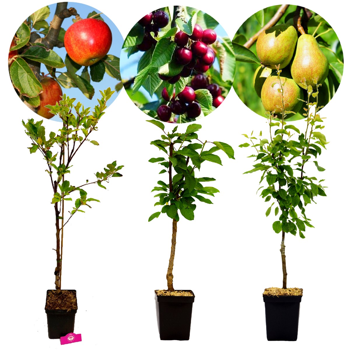 gelijkheid kort Bungalow Set van 3 fruitbomen - 1 Appel, 1 Peer, 1 Kers - Hoogte +100cm - 5 Liter pot - Mix A | Schramas.com | Planten direct van de kweker | Schrama Nurseries BV. gelijkheid kort Bungalow Set van 3 fruitbomen - 1 Appel, 1 Peer, 1 Kers - Hoogte +100cm - 5 Liter pot - Mix A | Schramas.com | Planten direct van de kweker | Schrama Nurseries BV.