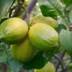 Citrus