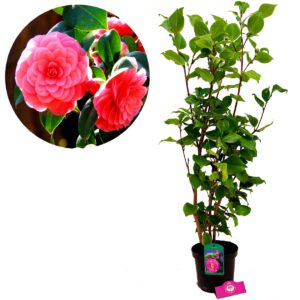Camellia japonica ‘Dr King’ japanse roos, 110cm+, 2 liter pot