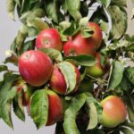Pilaar/zuil fruit