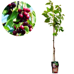 Prunus avium ‘Kordia’ kersenboom, Hoogte +120cm, 5 liter pot