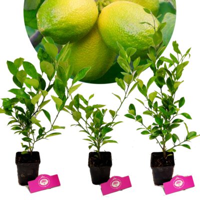Set van 3 limoenplanten - citrus auratifolia 'Limoen' - H40cm - in 9cm pot