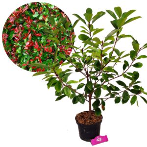 Photinia Fraseri ‘Red Robin’ 3 liter pot