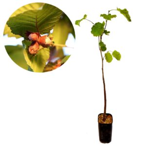 Corylus avellana ‘Giagli’, hazelnootboom / hazelaar, 2 liter pot