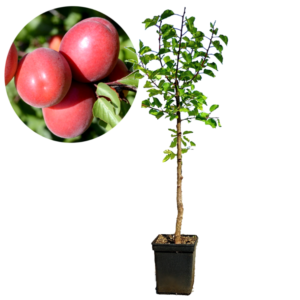 Prunus armeniaca ‘Pricia’ abrikoos, 5 liter pot