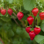 Aardbeien
