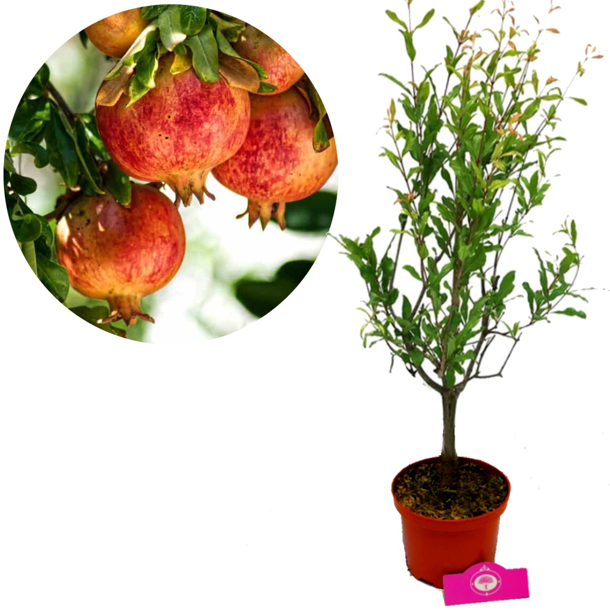 Trein ongerustheid ik klaag 9-cm pot Archieven | Schramas.com | Planten direct van de kweker | Schrama  Nurseries BV.