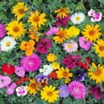 Bloemen zaad