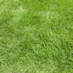 Gazon/gras zaad