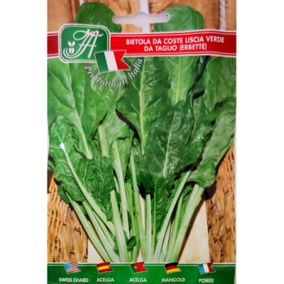 Snijbiet 'Gewone Groene' / 'Erbette' (Beta vulgaris)