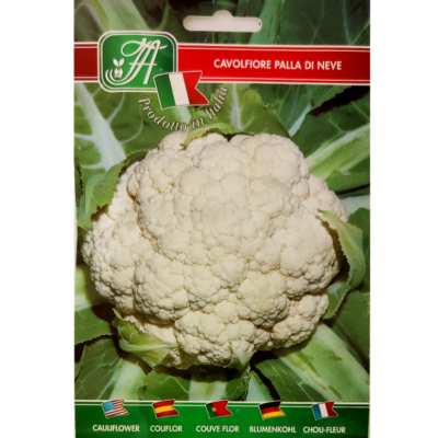 Bloemkool 'Snowball' / 'Erfurter' / 'Palla di Neve' (Brassica oleracea botrytis var. Botrytis)