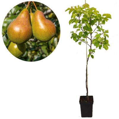 Pyrus communis 'Gieser Wildeman' Stoofpeer- Perenboom, 5 liter pot