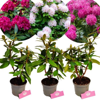 Sæt med 3 Rhododendron - 'Polarnacht', 'Cunningham's White', 'Germania' - Højde 60 cm - 1,5 liters potte