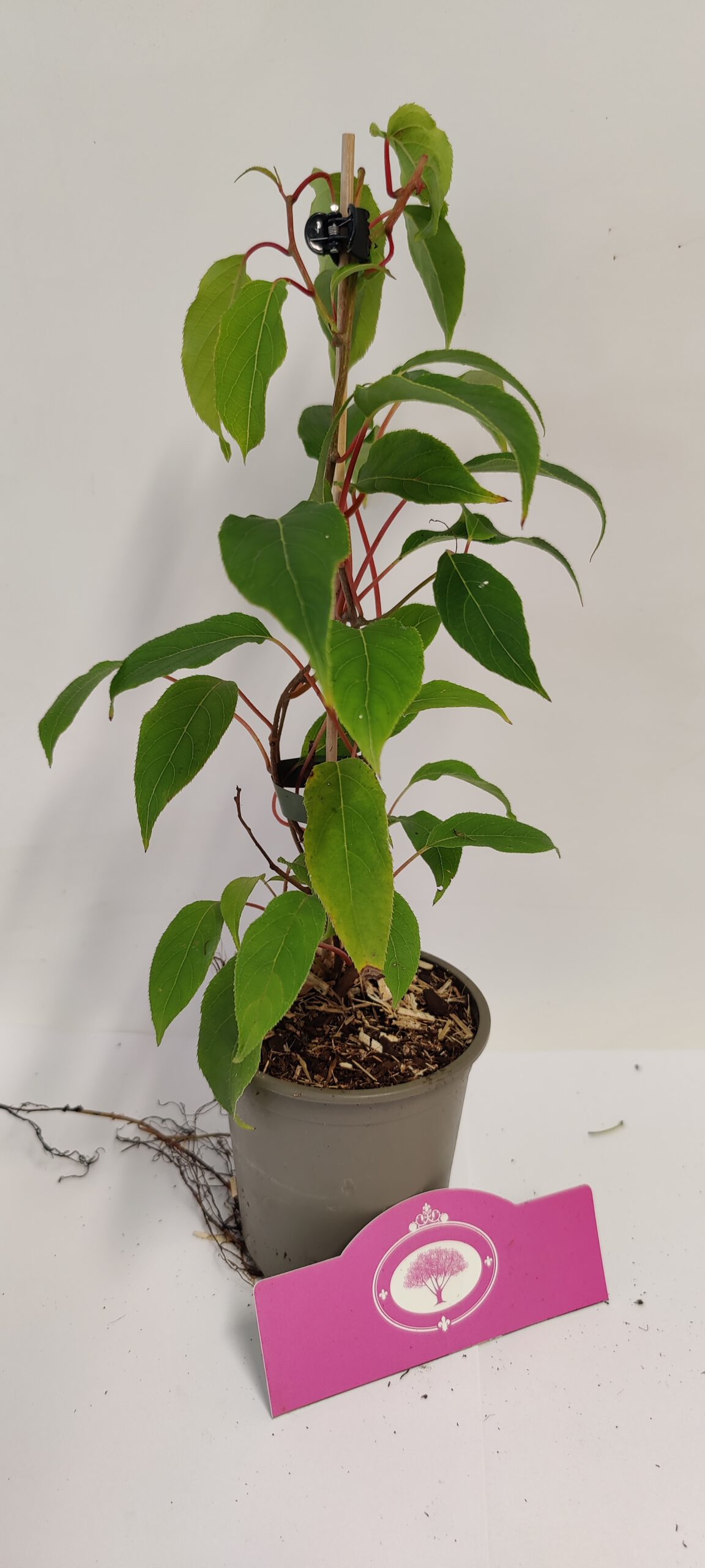 Set van 4 kiwibessen Actinidia arguta 'Issai' Kiwibes Hoogte 25cm