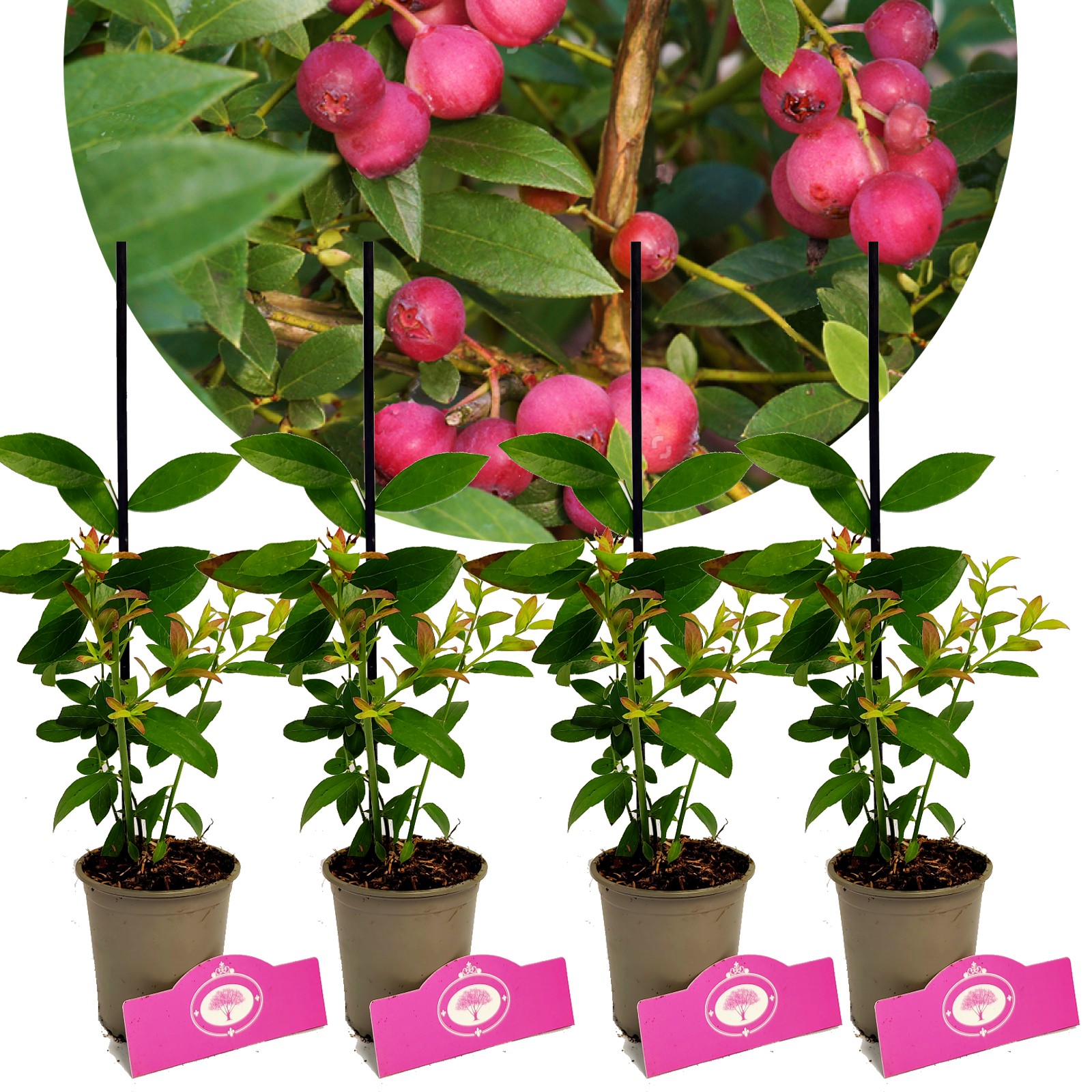 Set Van 4 ‘Pink Lemonade’ Vaccinium Corymbosum, Roze Blauwe Bes