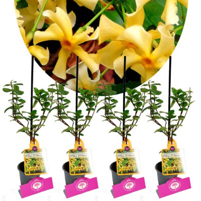 Set of 4 'Star of Tuscany' - Trachelospermum jasminoides - Height 25cm - 9cm pot