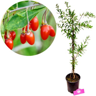 Lycium barbarum goji bes - boksdoorn - Hoogte 70cm - 2 liter pot