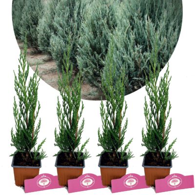 Set Van 4 zilverkleurige coniferen - Juniperus scopulorum 'Moonglow' – Hoogte 30cm - 9cm pot
