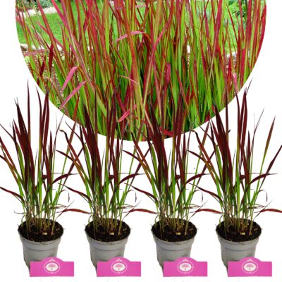 Uppsättning om 4 japanskt blodgräs - Imperata cylindrica 'Red Baron' - Höjd 30-40 cm - 9 cm kruka