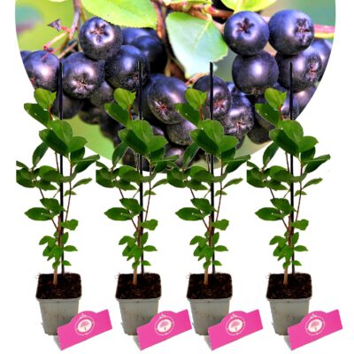 Lot de 4 Aronia prunifolia 'Viking' - Hauteur 50cm - Pot de 9cm