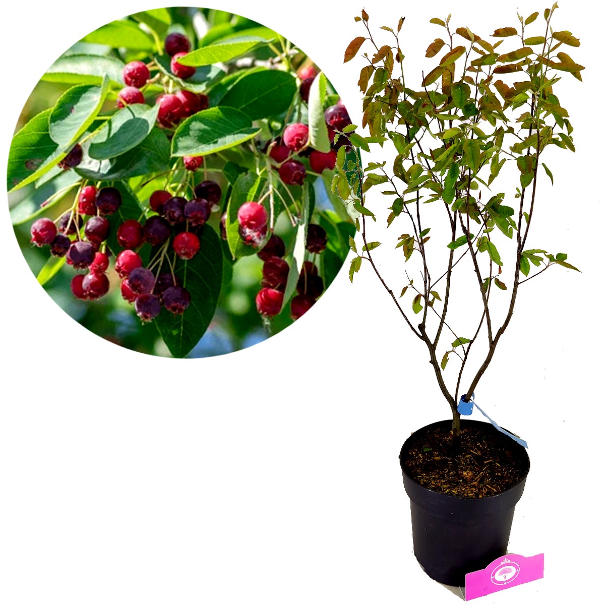 Amélanchier En épis - Amelanchier Spicata Pot De 3L/4L - Jardiland