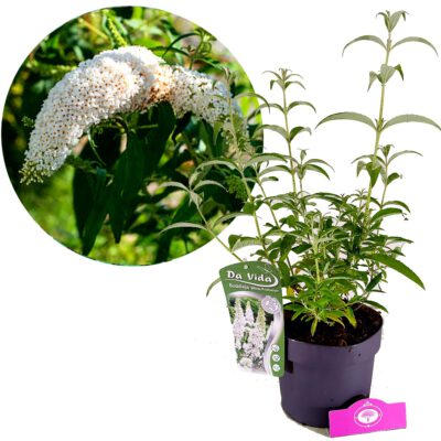 Buddleja davidii ‘White Profusion’, Vlinderstruik, 3 liter pot