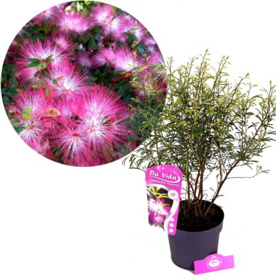 Calliandra surinamensis 'Dixie Pink', surinamesisk pulverborste, 3-liters kruka