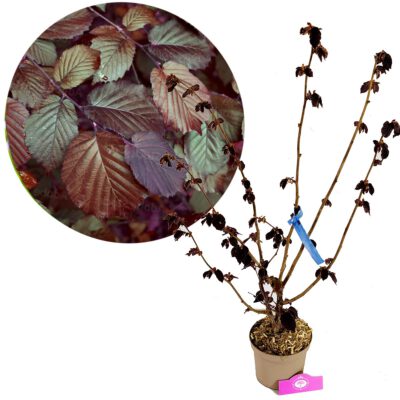 Corylus maxima 'Purpurea' - Rode Hazelaar - Hoogte 80cm - 2 liter pot