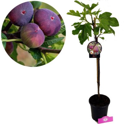 Ficus carica 'Signora' / 'Brogiotto Nero' Fig tree, 2 litre pot
