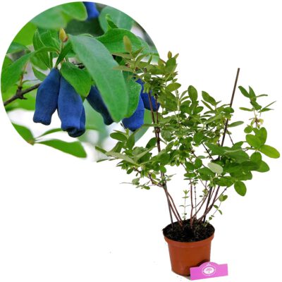 Lonicera caerulea 'Purple sweet' - honningbær - Højde 70 cm - 2 liters gryde