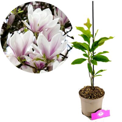 Magnolia x soulangeana, Beverboom, 2 liter pot