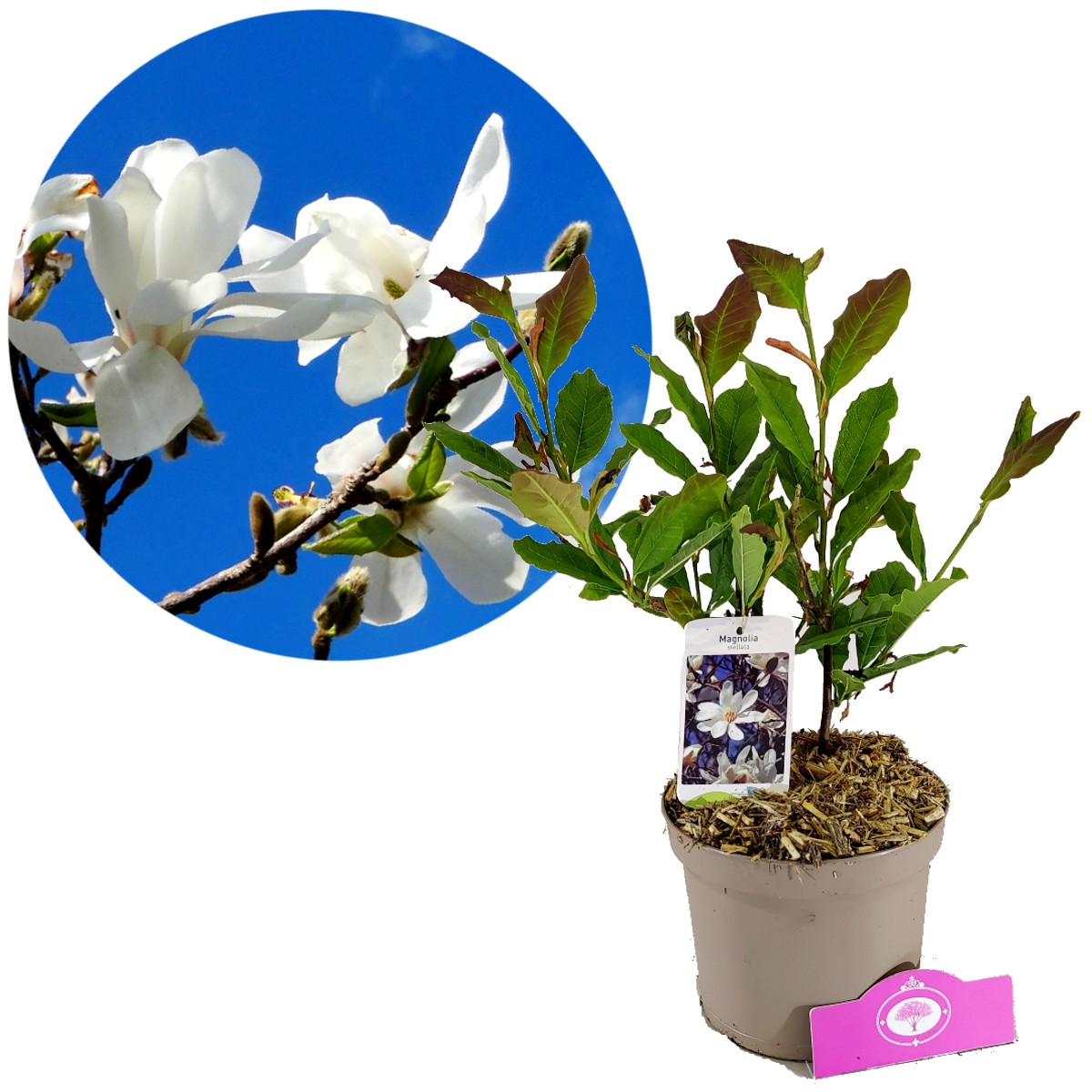 Branche de Magnolia Artificielle YONA, crème-Blanc, 130cm - Faux Magnolia - Fleur Artificielle