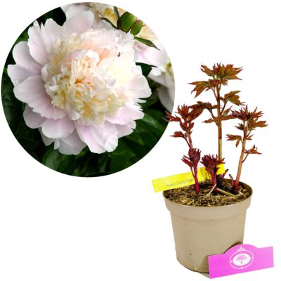 Paeonia lactiflora 'Shirley Temple' - Peony - Height 40cm - 2 litre pot
